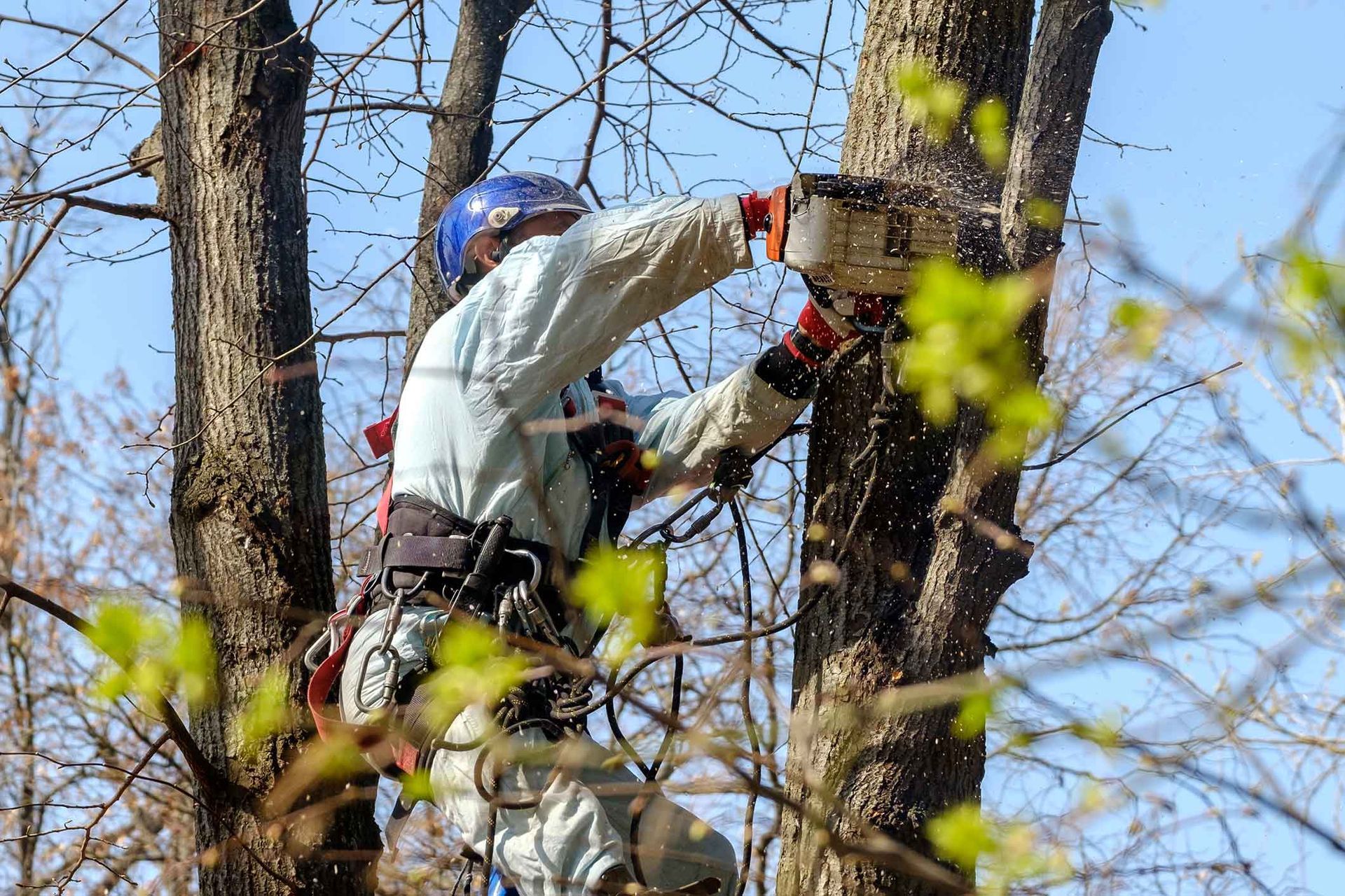 Arborist using a chainsaw on a tree, wearing a helmet and safety harness. Sawdust visible.