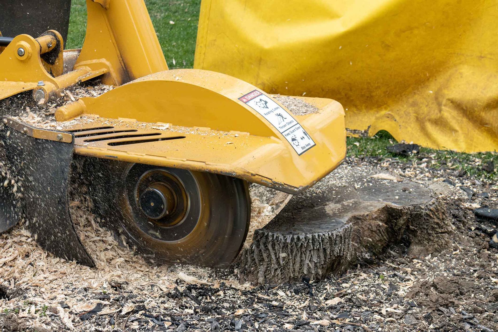 Yellow stump grinder grinding a tree stump into wood chips.