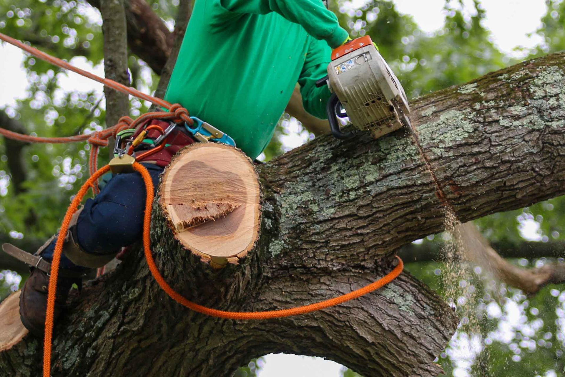 Arborist using a chainsaw to trim a tree branch, secured with ropes. Green shirt, blue jeans, outdoor setting.