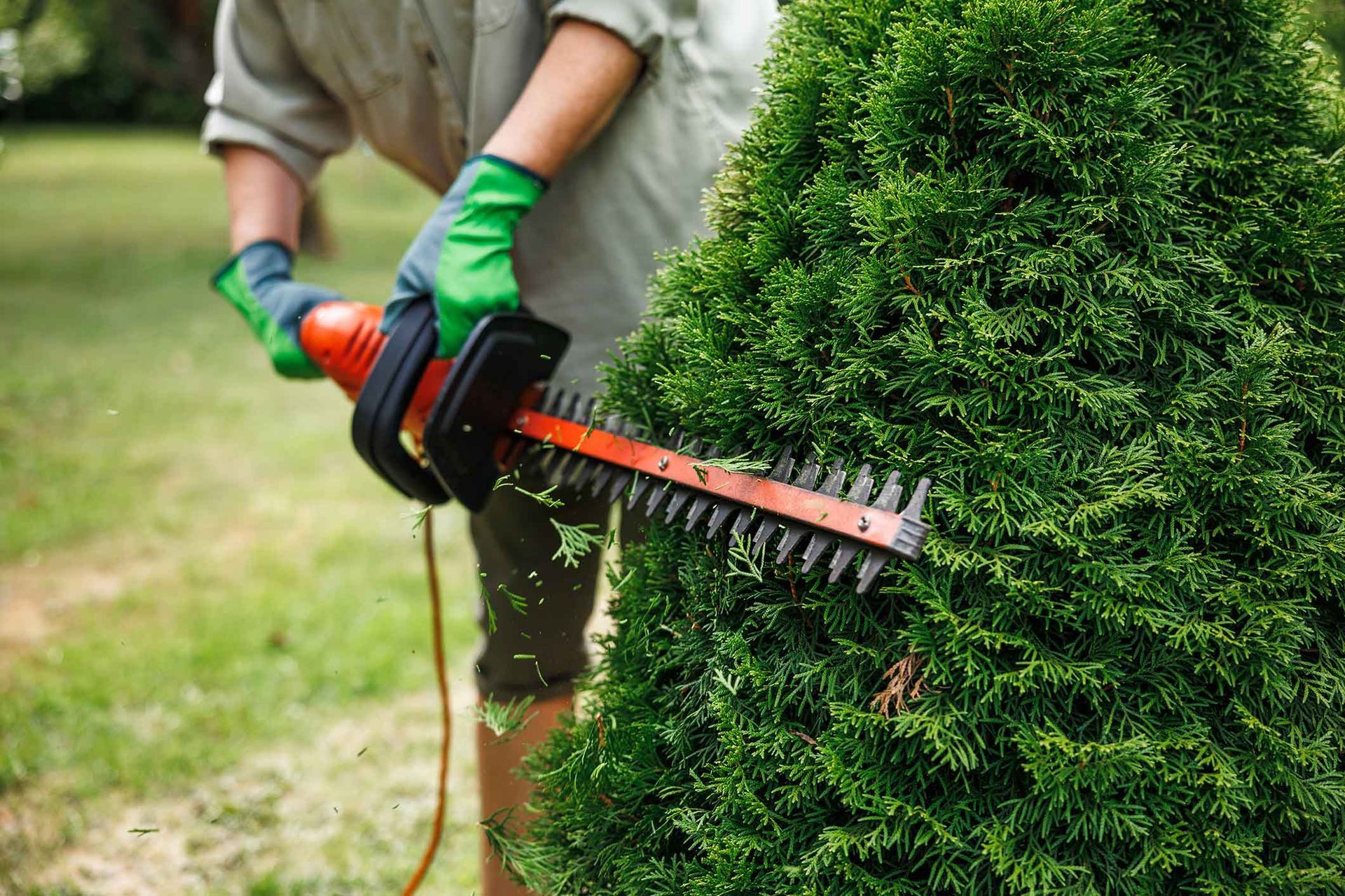 Person in green gloves uses an electric hedge trimmer to shape a green bush in a grassy yard.