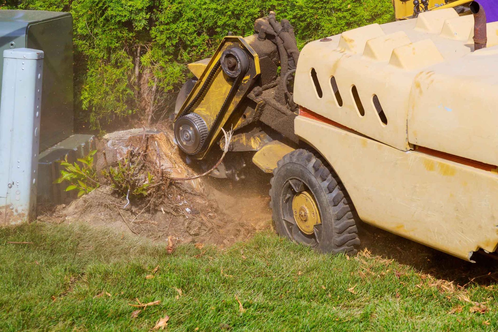 Yellow stump grinder removing a tree stump in a yard, kicking up wood chips.