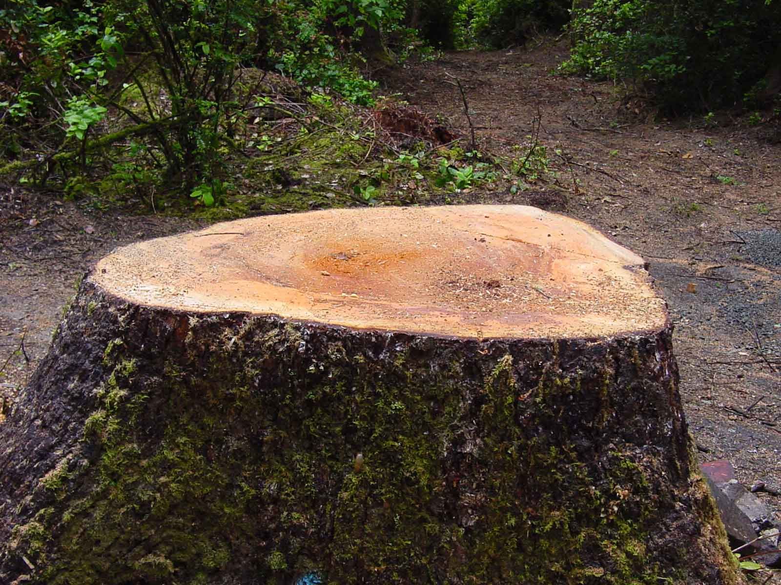 Tree stump covered in moss, in a wooded area. The cut surface is light brown.