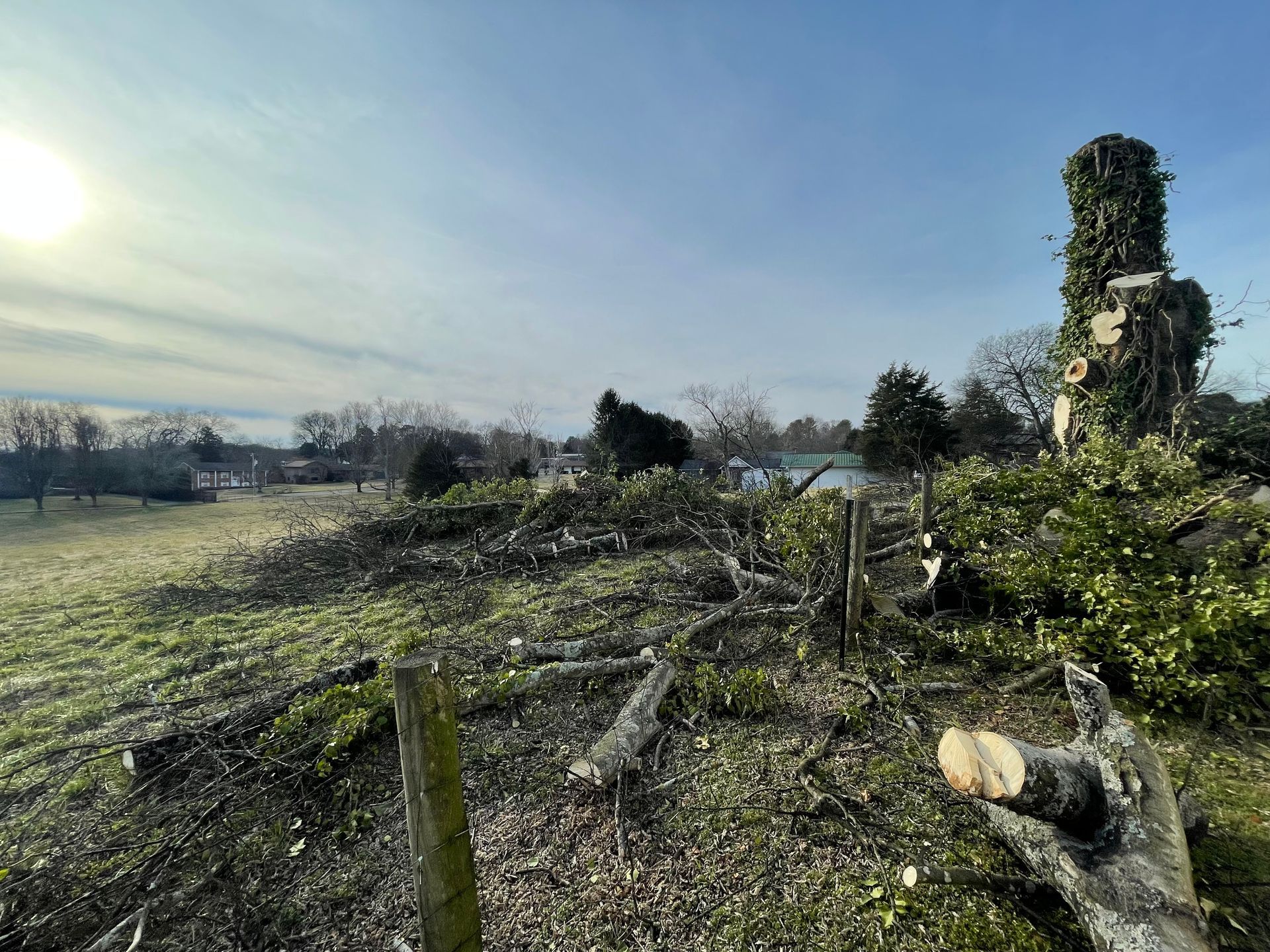 A bright, sunny outdoor scene featuring a cleared area with tree stumps, cut branches, and a dense, ivy-covered tree.