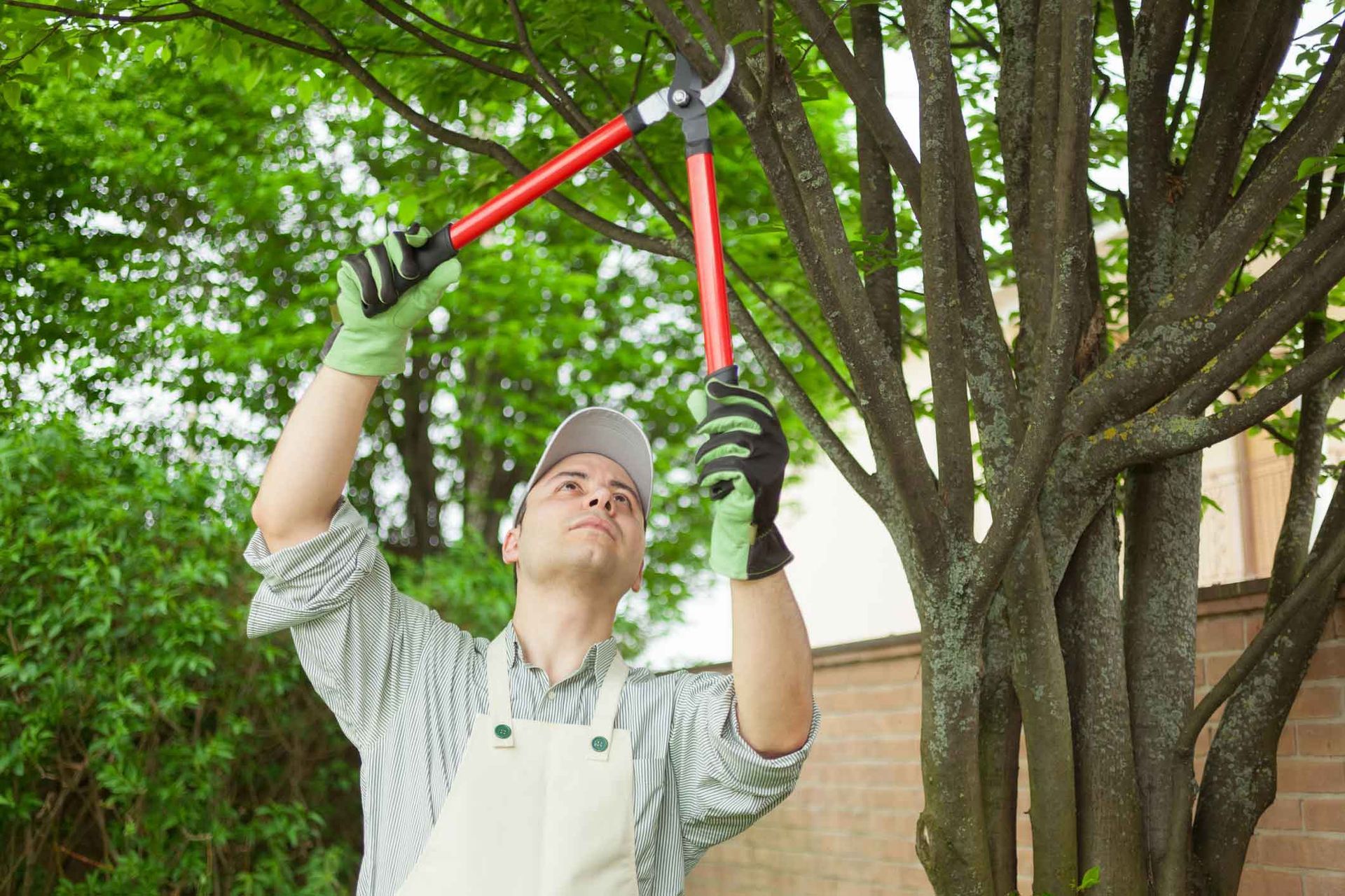 Man pruning tree branches with red and silver loppers, outdoors.