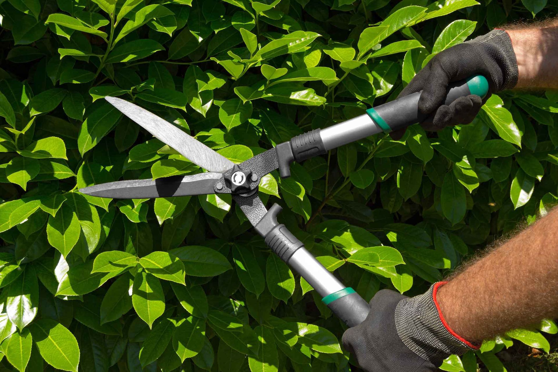 Person trimming a green hedge with long-handled shears; they wear black gloves.