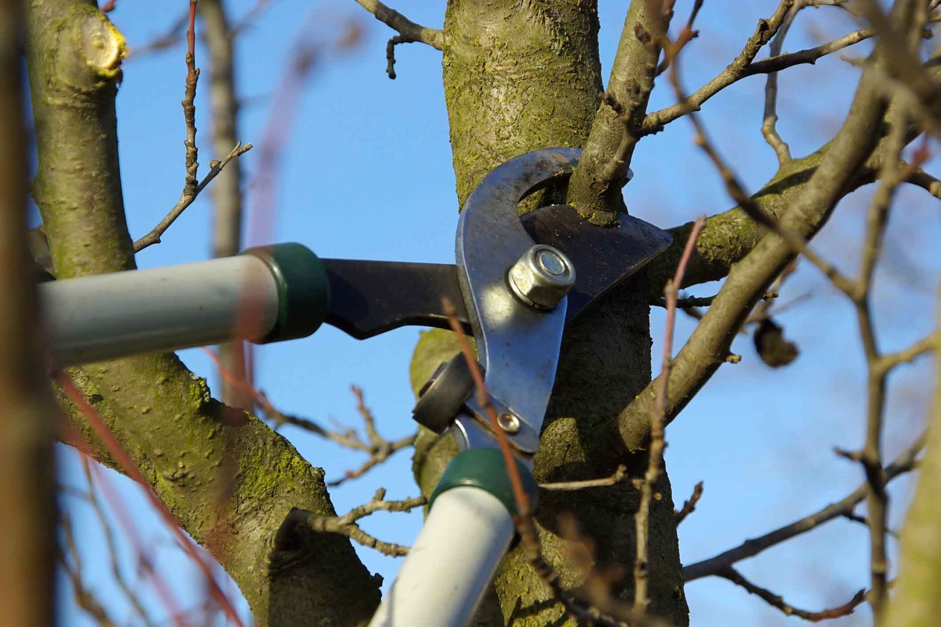 Pruning shears cutting a tree branch outdoors on a sunny day.