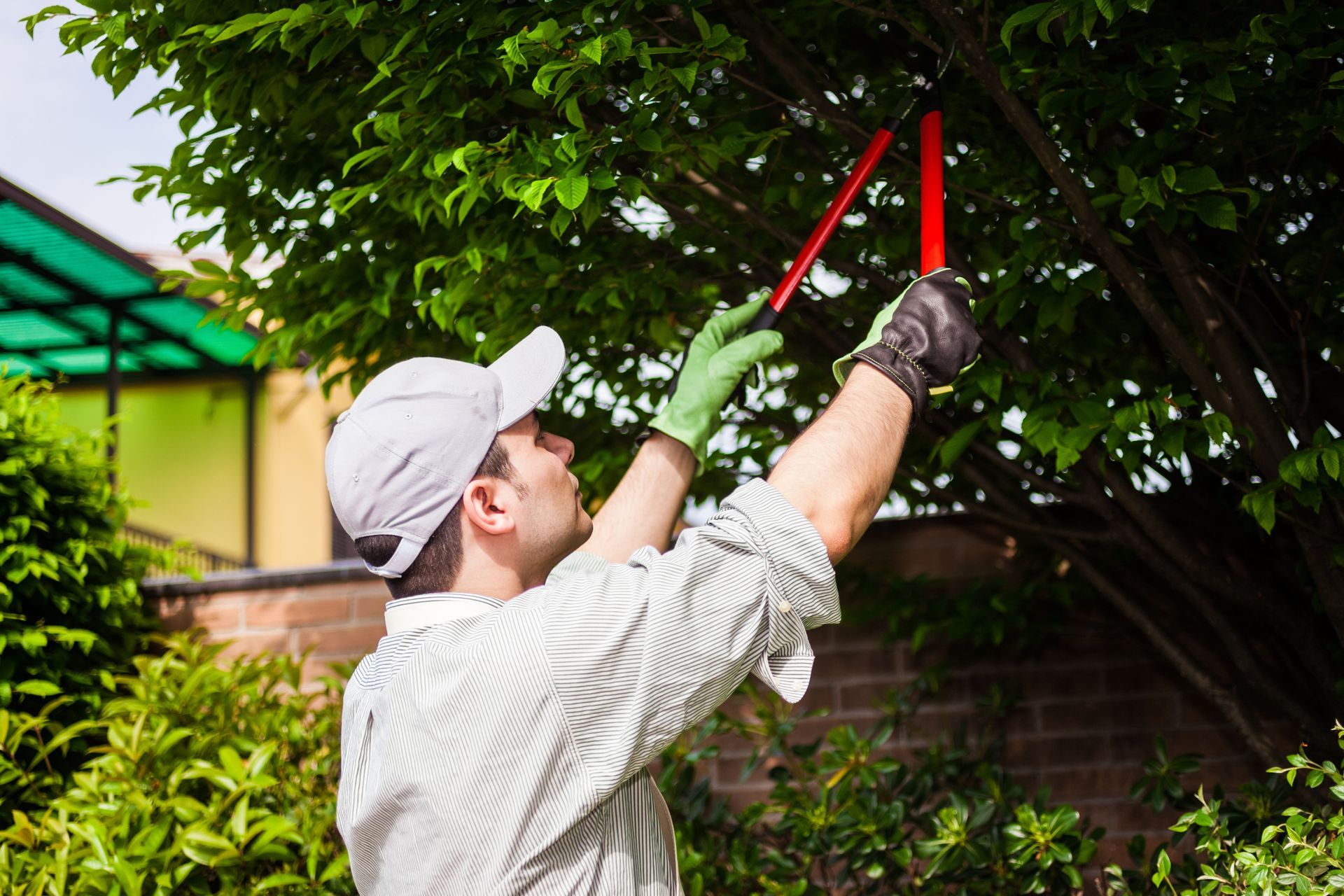 Person in a cap and gloves pruning a tree with red shears.