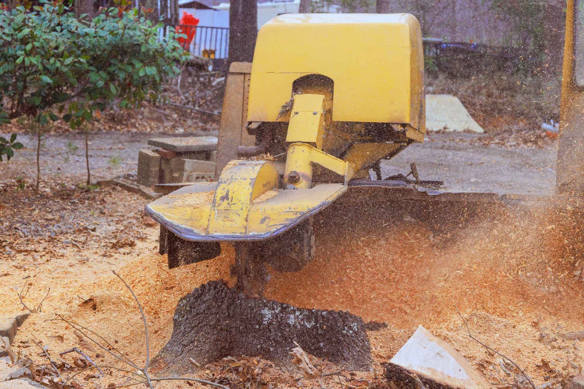 Yellow stump grinder in action, shredding wood, creating sawdust.