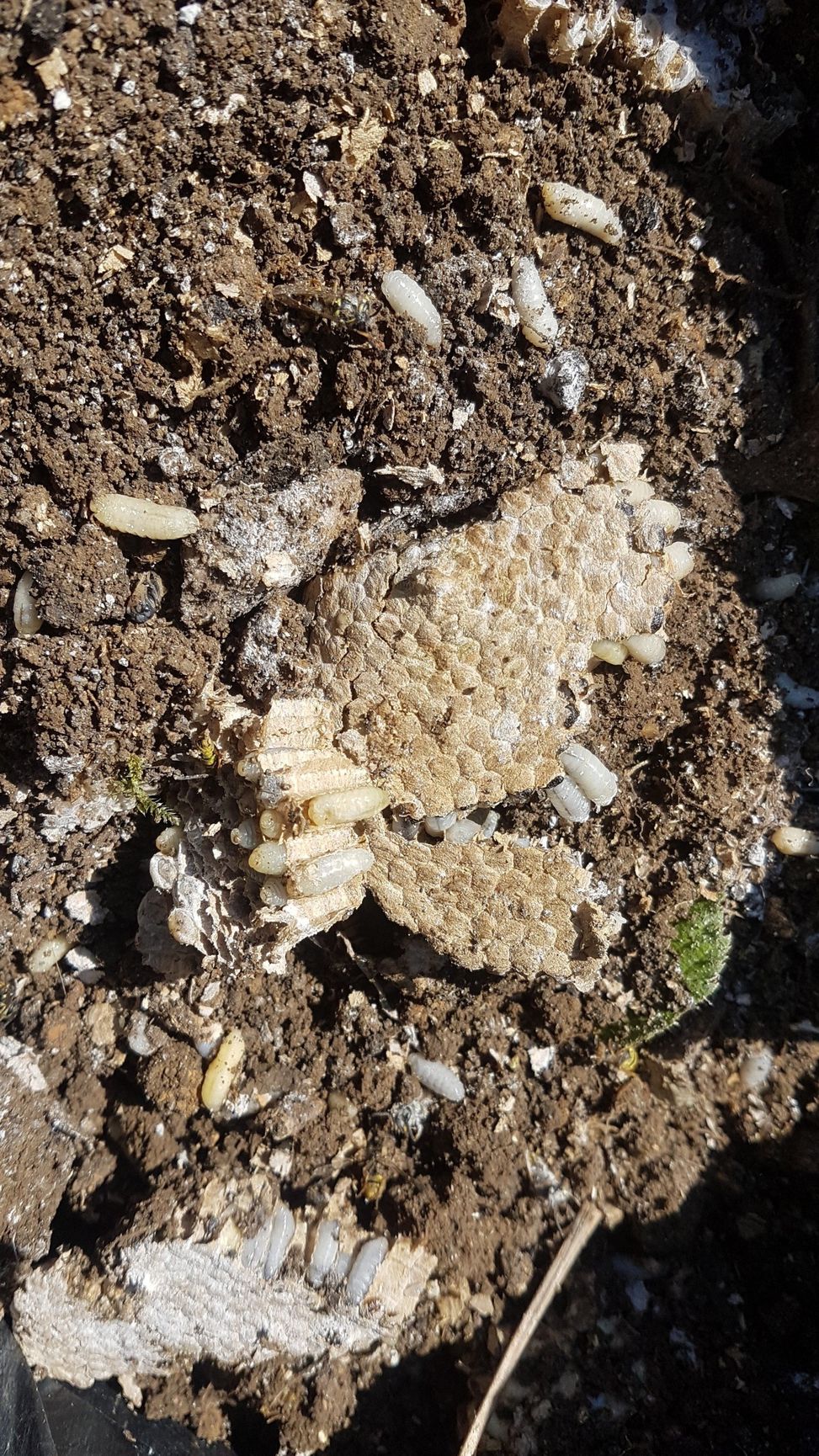 Pest control and insect removal Brighton and Sussex