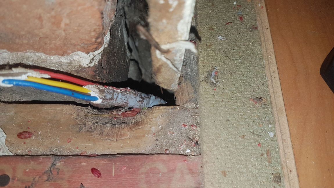 Damage caused by  pests