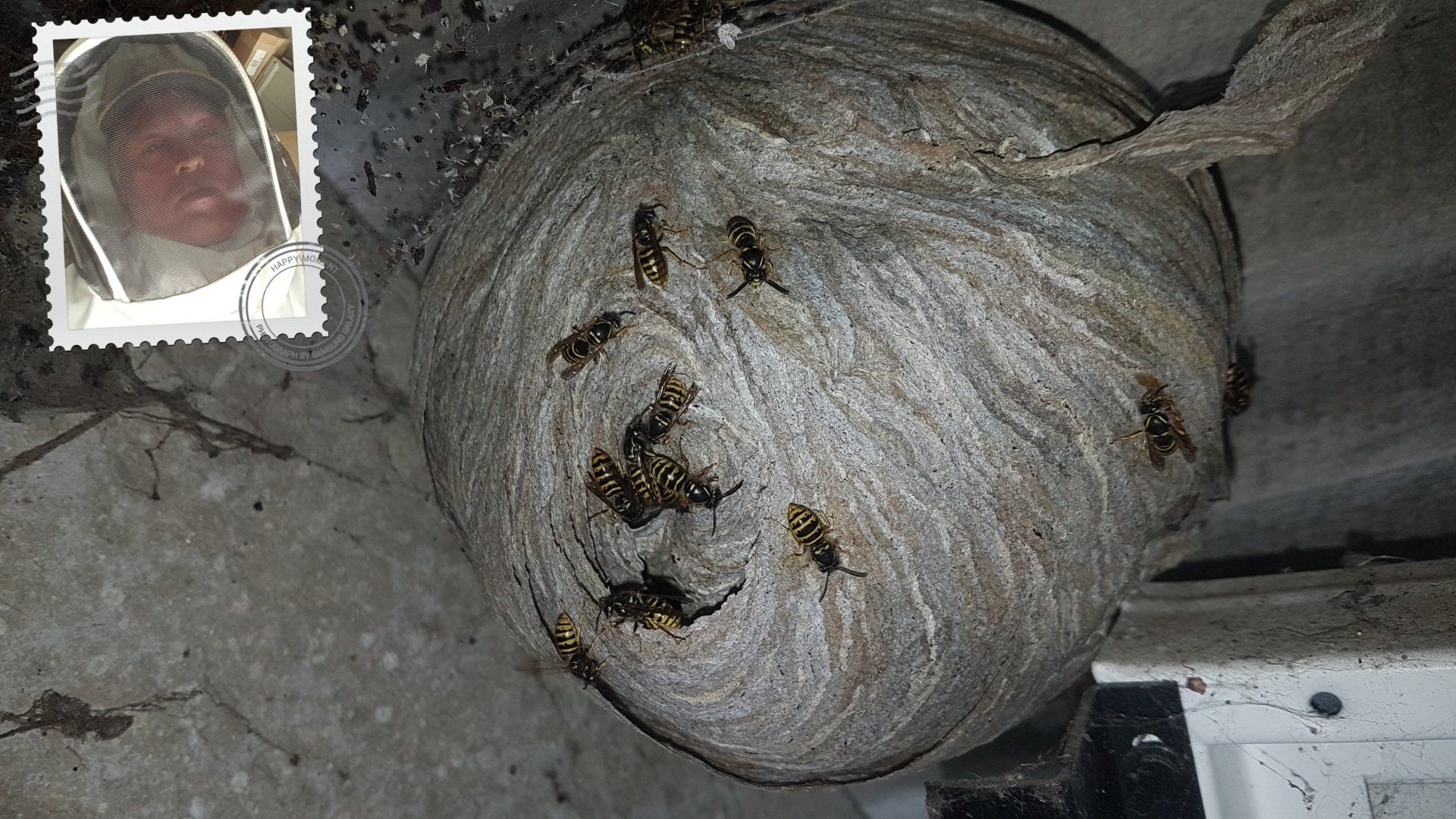 Wasp nest removal Brighton and Sussex