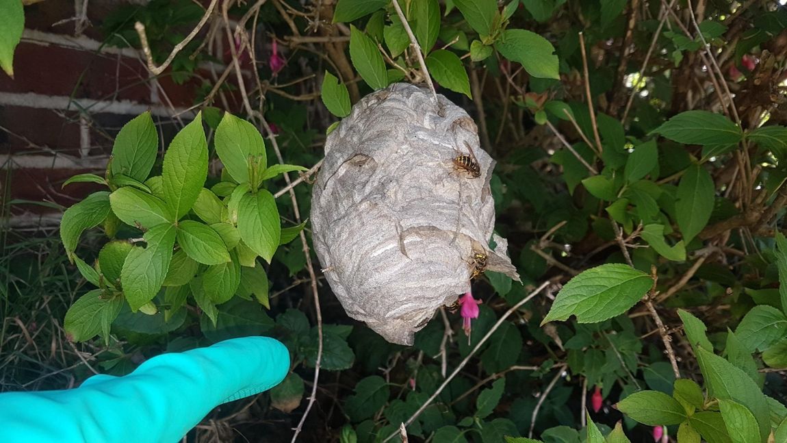Insect removal Brighton, Worthing, Sussex