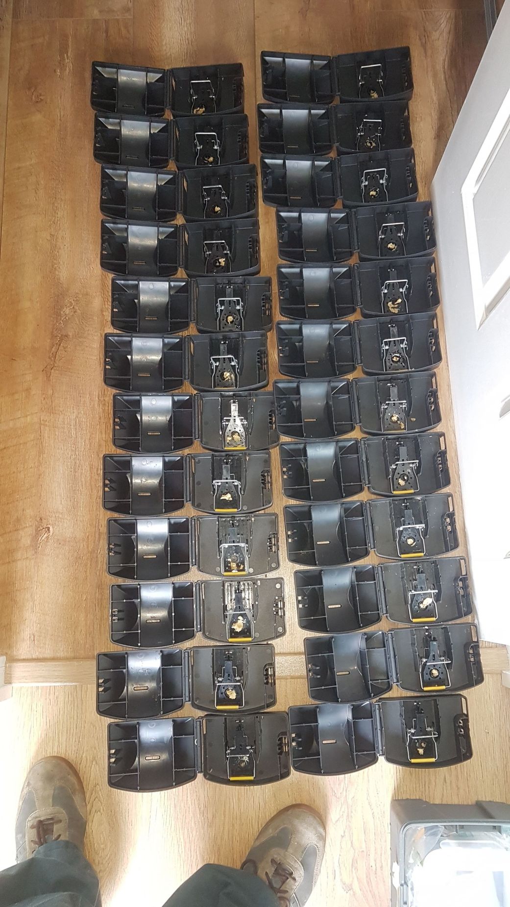Rodent removal Sussex areas