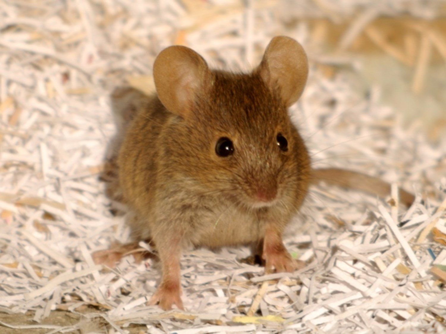 Effective, safe mice and rodent removal