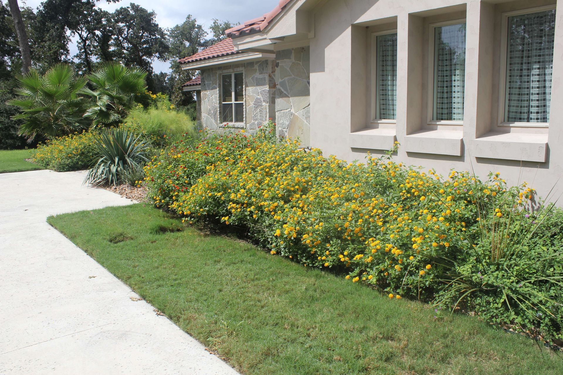 A house with a lot of yellow flowers in front of it