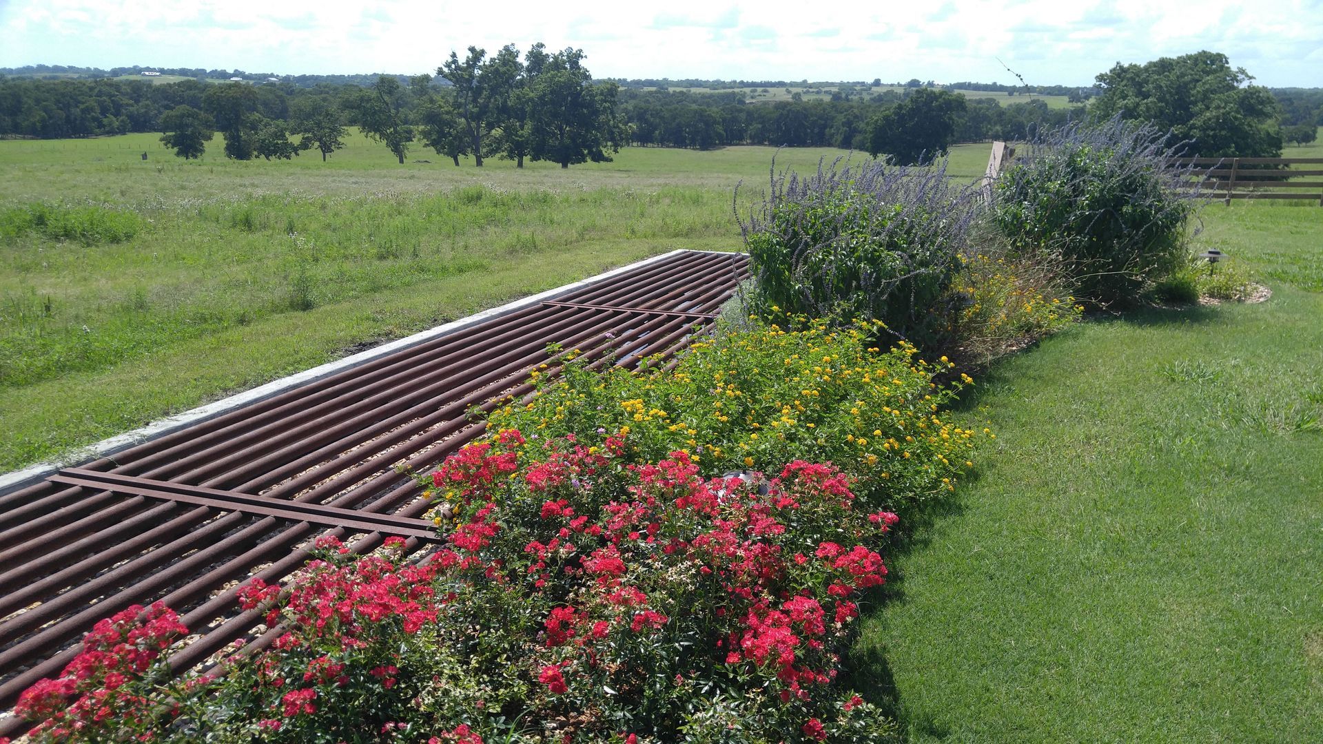 A row of flowers in a field with a fence in the background