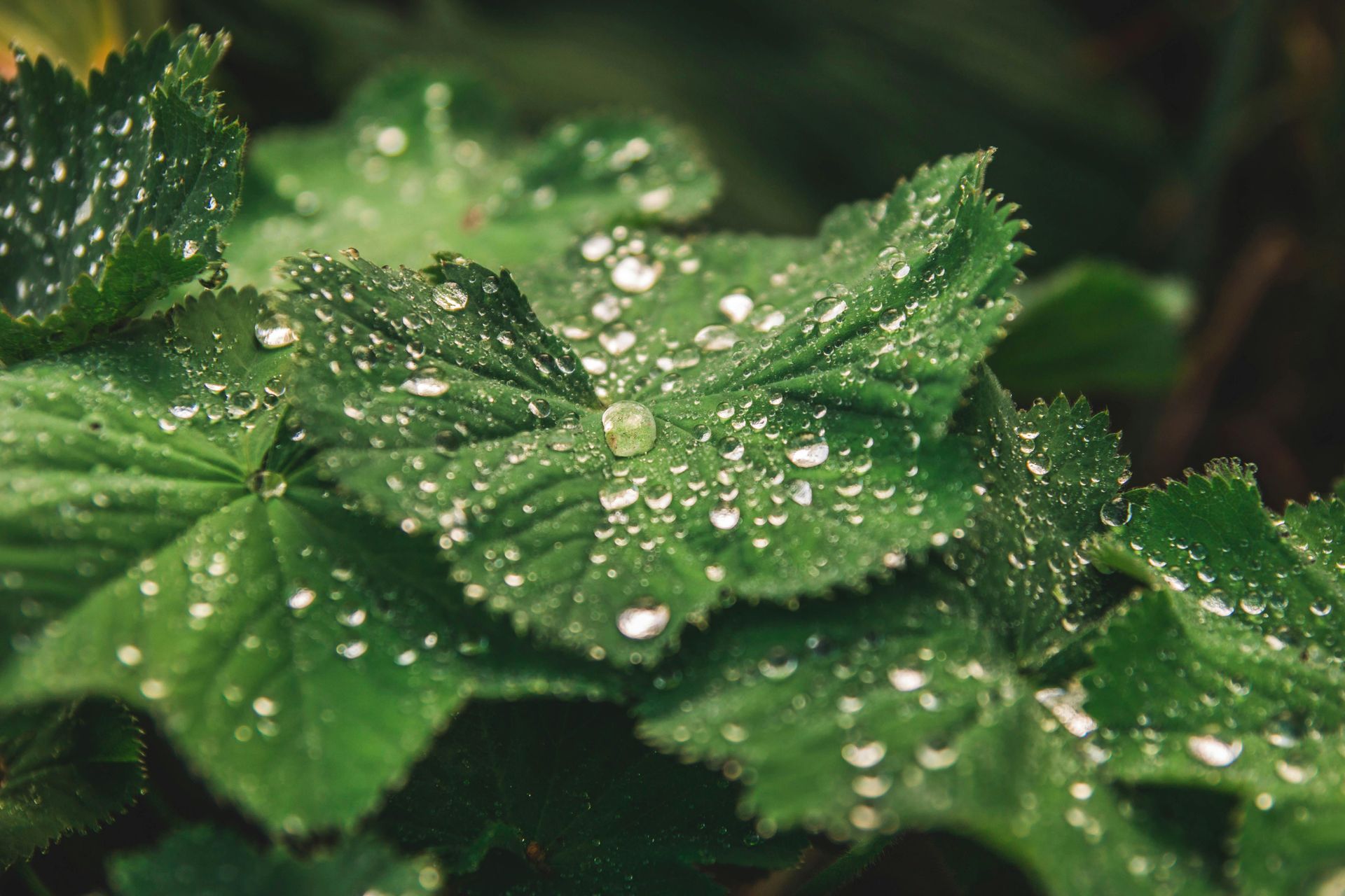 A close up of a green leaf with water drops on it.