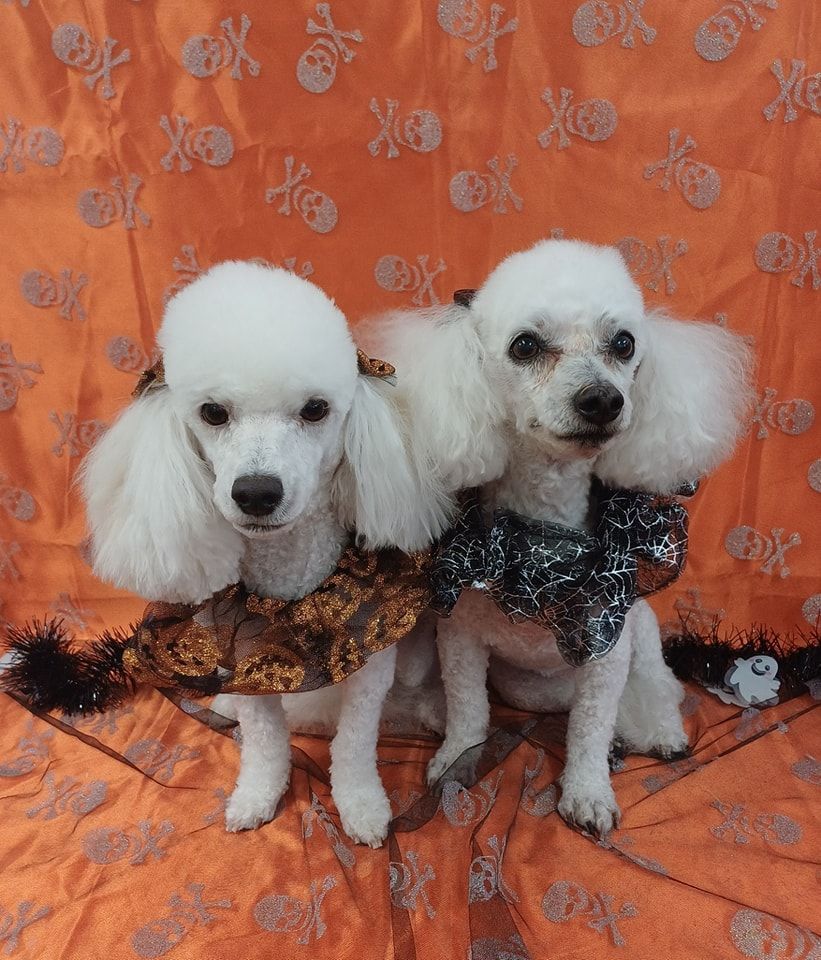 Two White Poodles Wearing Sparkly Collars — Snippittys in Manoora, QLD