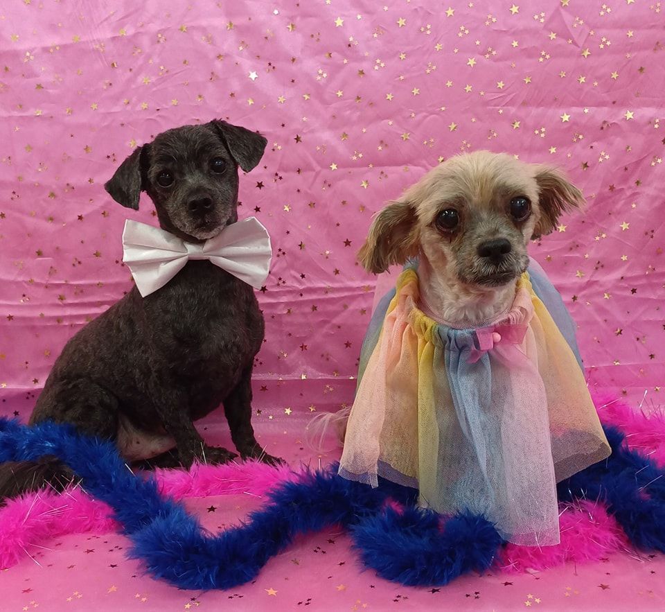 Two Small Dogs in Fancy Attire, Against a Pink Background — Snippittys in Manoora, QLD