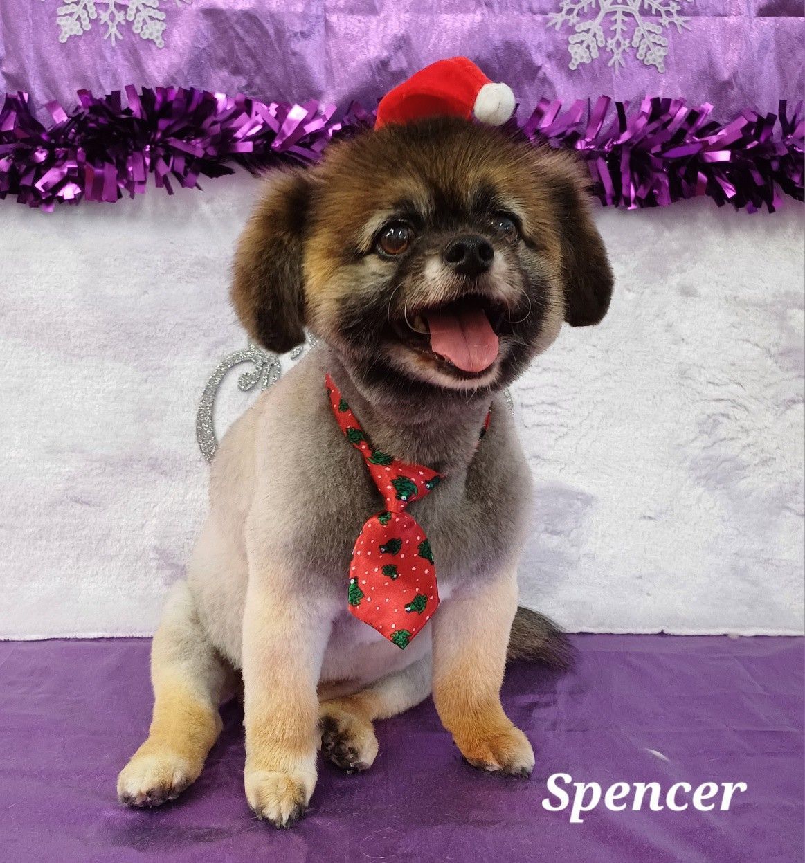 A Happy Dog Named Spencer Wears a Santa Hat and a Festive Tie — Snippittys in Manoora, QLD