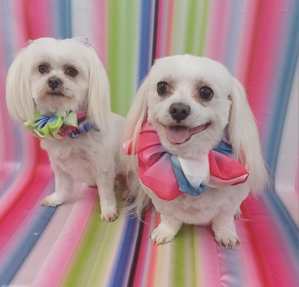 Two White Dogs With Colorful Ruffled Collars; One Sitting, One Smiling — Snippittys in Manoora, QLD