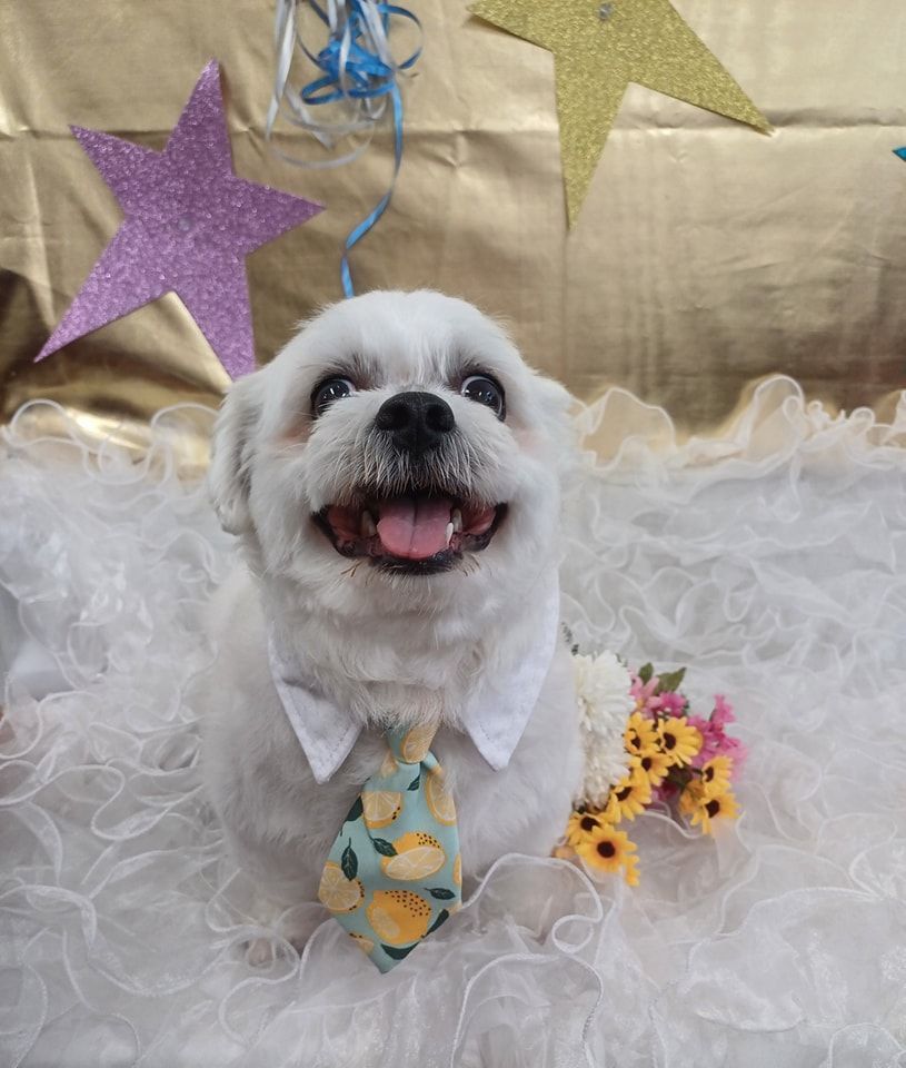 White Dog in a Tie and Shirt, Smiling in Front of a Golden Backdrop — Snippittys in Manoora, QLD