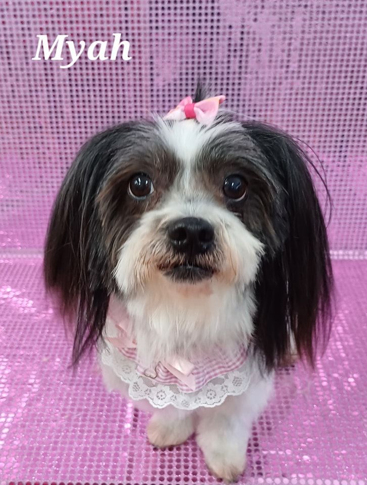 A Small Dog With Black and White Fur — Snippittys in Manoora, QLD