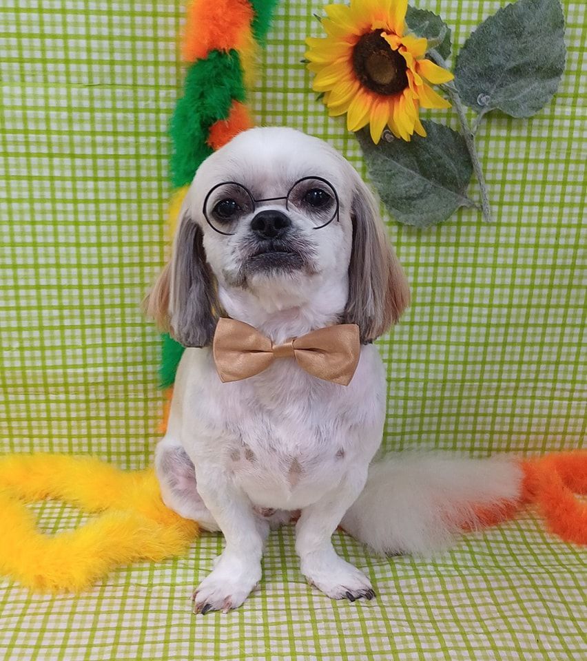 Shih Tzu Dog Wearing Glasses and a Bow Tie, Posing With Sunflowers — Snippittys in Manoora, QLD