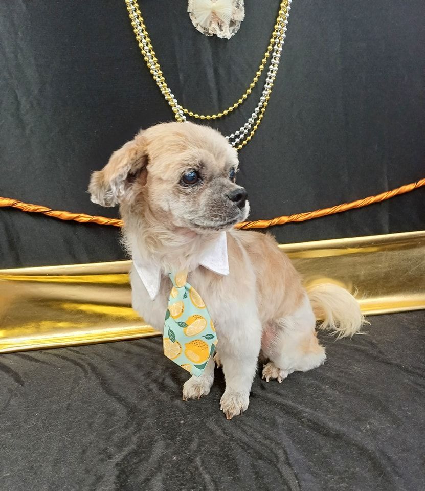 Dog in Halloween Costume With Orange Bow Tie — Snippittys in Manoora, QLD