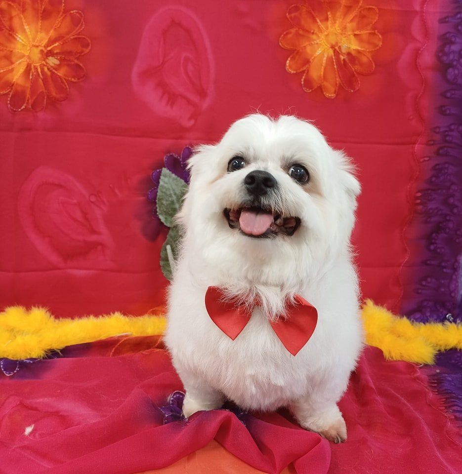 Fluffy White Dog With a Red Bow Tie, Smiling With Tongue Out — Snippittys in Manoora, QLD
