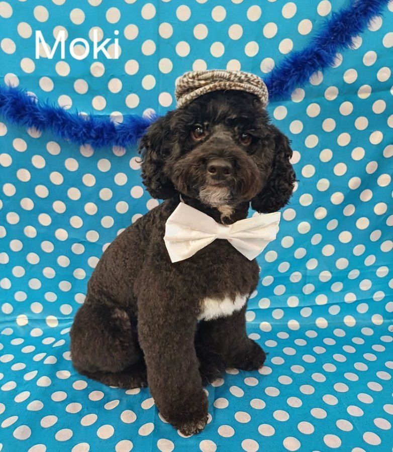 Black Poodle Named Moki Wearing a Hat and Bow Tie — Snippittys in Manoora, QLD