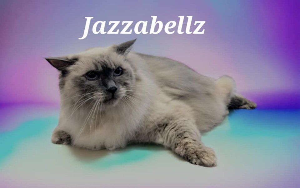 A Fluffy, Light Blue Ragdoll Cat Named Jazzabellz — Snippittys in Manoora, QLD