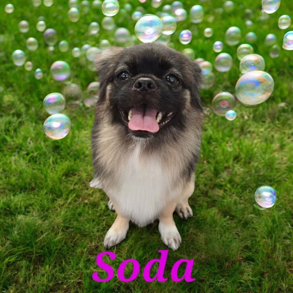 Happy Dog Named Soda With Bubbles in a Grassy Yard — Snippittys in Manoora, QLD