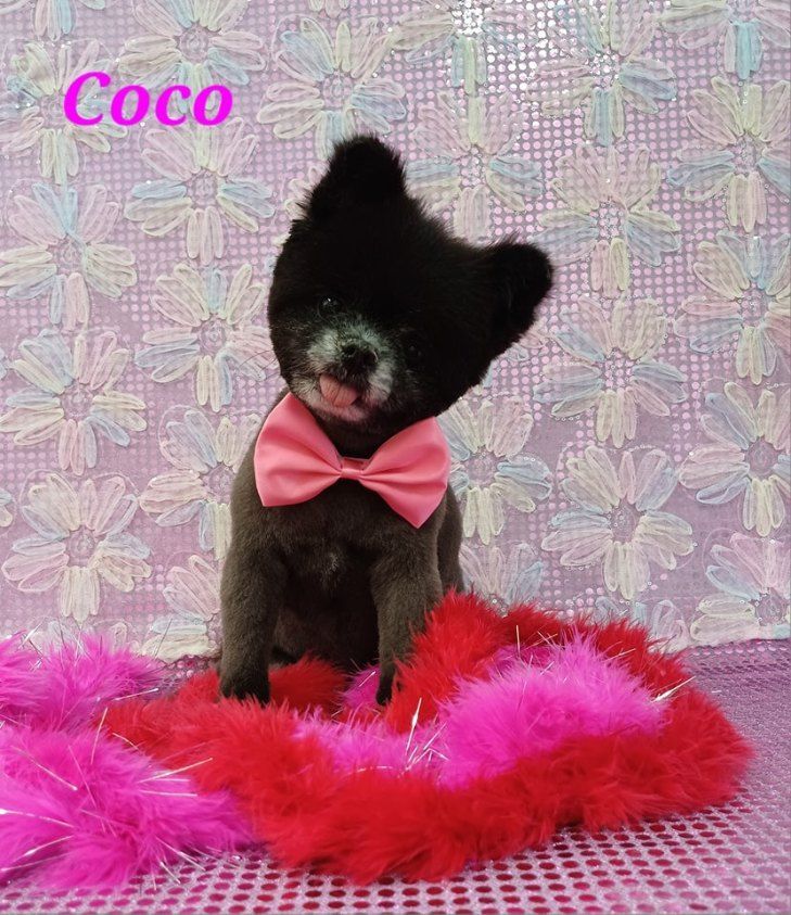 Coco, a Black Dog With a Pink Bow Tie — Snippittys in Manoora, QLD