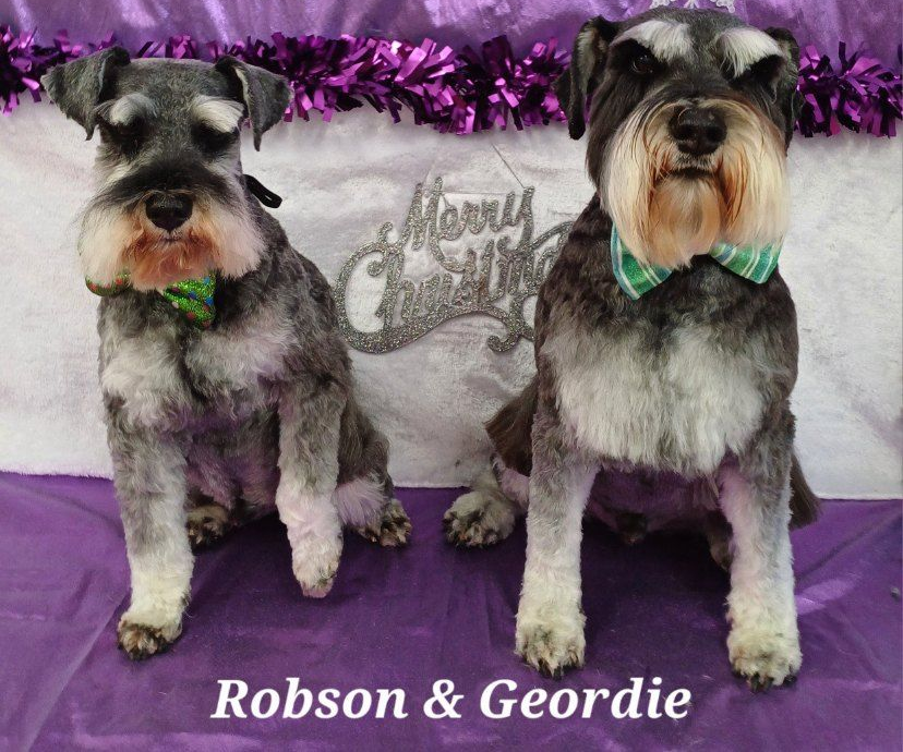 Two Schnauzer Dogs, Robson & Geordie, Wearing Bowties — Snippittys in Manoora, QLD