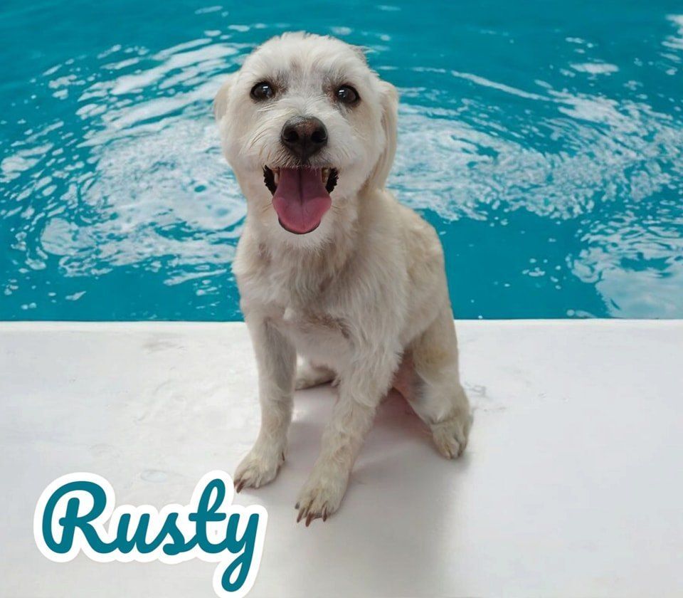 Rusty the Dog, Smiling, Sits on White Ledge — Snippittys in Manoora, QLD