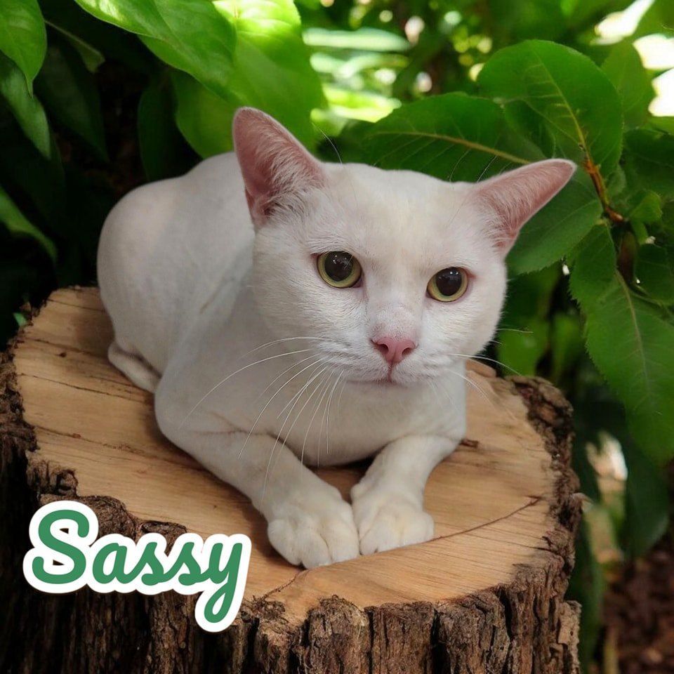 White Cat Named Sassy Sitting on a Tree Stump — Snippittys in Manoora, QLD