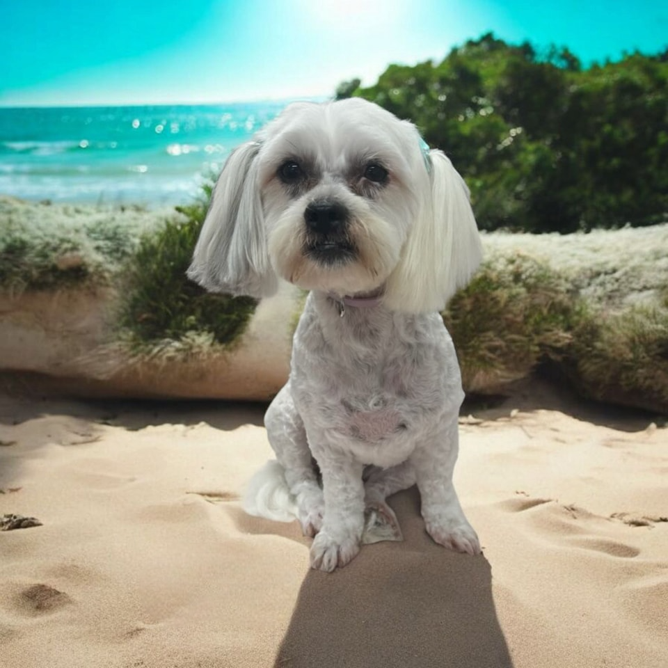 White Dog Sits on the Beach, Sand, Sun, and Ocean in Background — Snippittys in Manoora, QLD