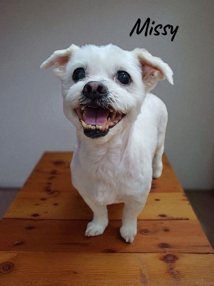 White Dog, Named Missy, Smiling With Mouth Open — Snippittys in Manoora, QLD