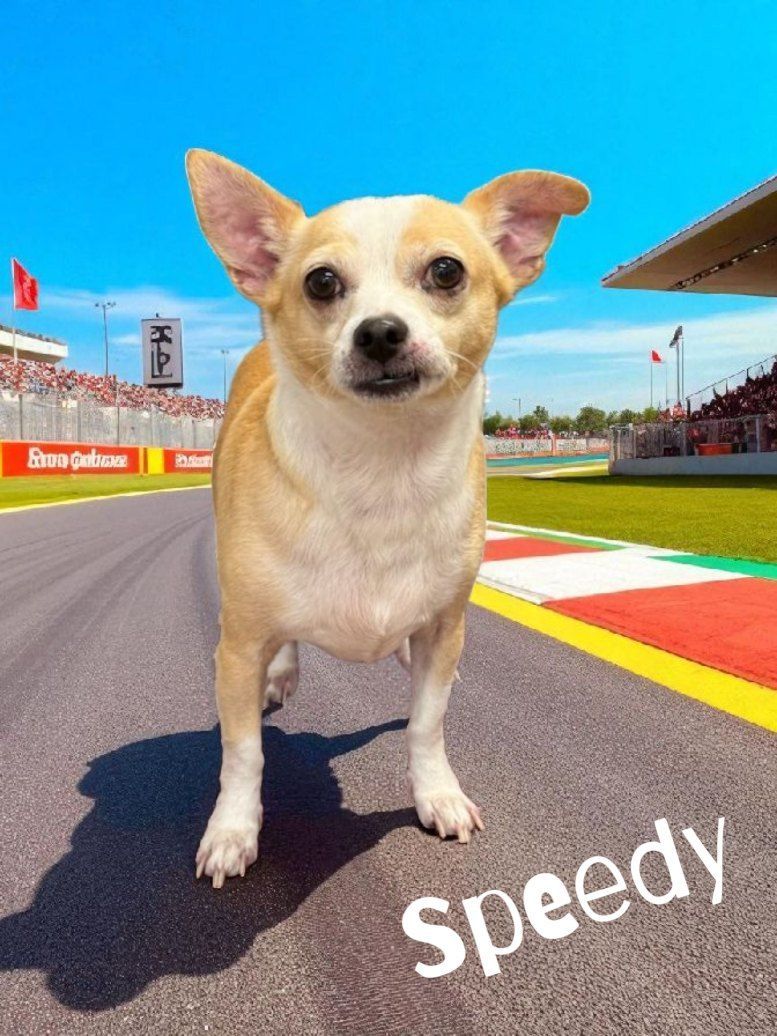Chihuahua Dog Named Speedy Stands on a Racetrack — Snippittys in Manoora, QLD