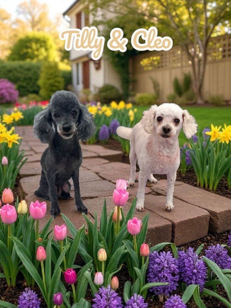 Two Poodles, One Black and One White, in a Garden Path Lined With Flowers — Snippittys in Manoora, QLD