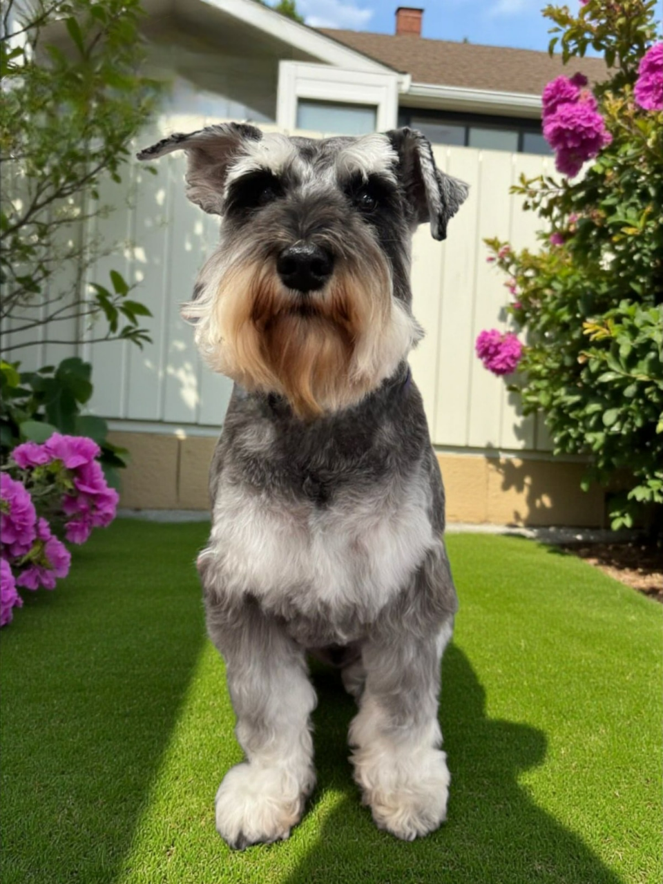 Gray and White Miniature Schnauzer Sits on Green Grass, Looking at the Camera — Snippittys in Manoora, QLD