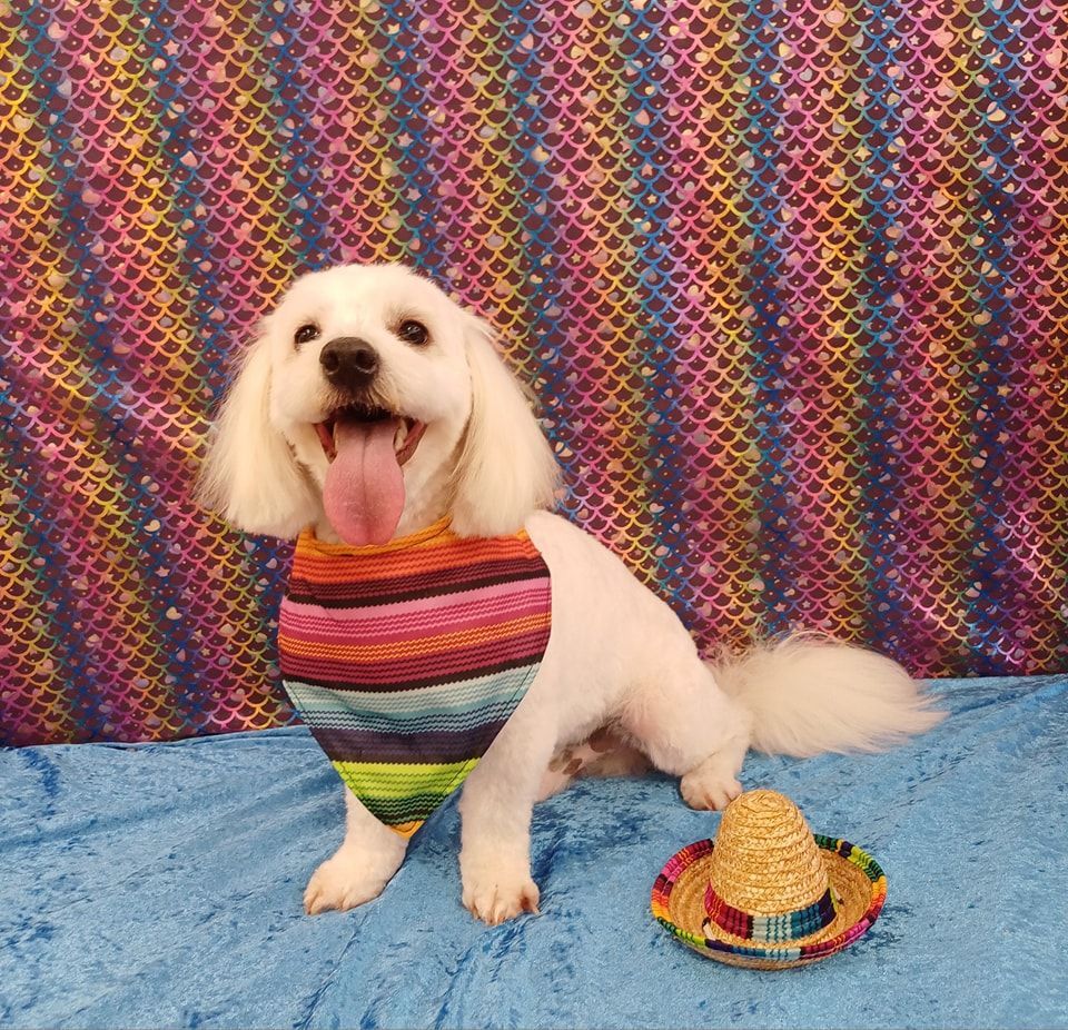 White Dog Wearing a Colorful Bandana and Small Hat — Snippittys in Manoora, QLD