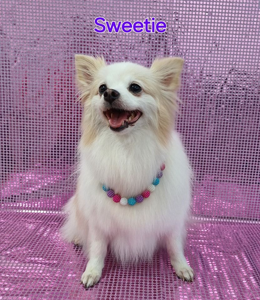 White Dog With a Collar — Snippittys in Manoora, QLD