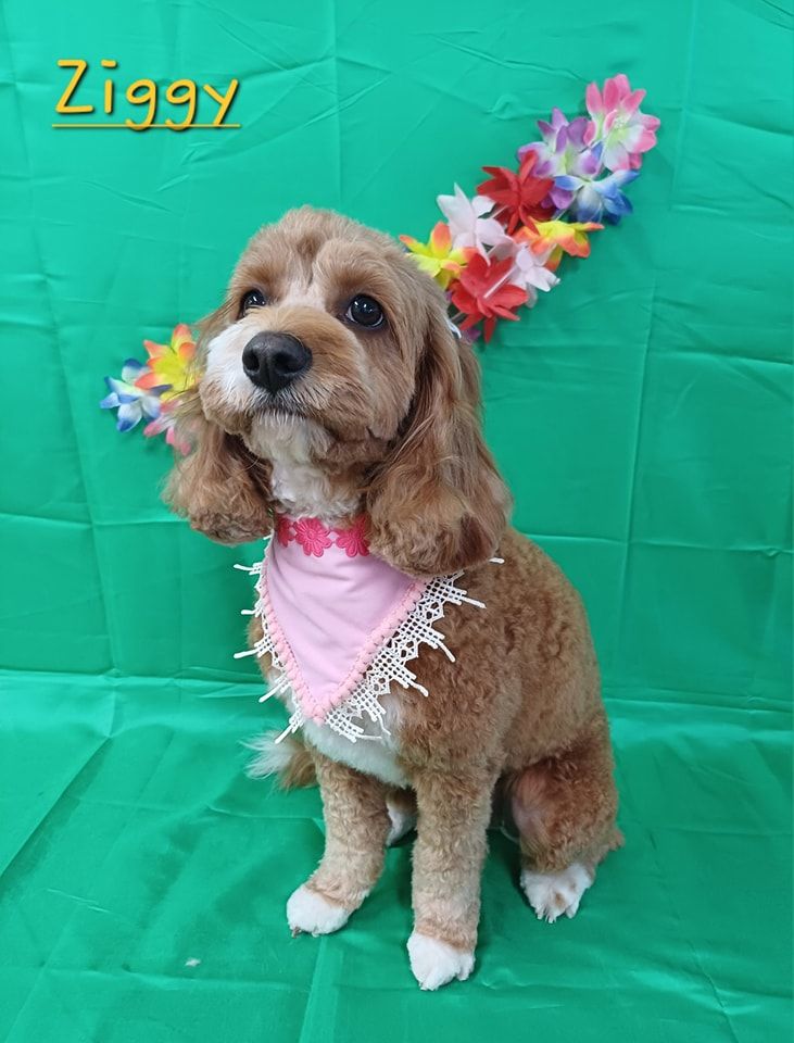 Ziggy the Brown Dog With a Pink Scarf — Snippittys in Manoora, QLD