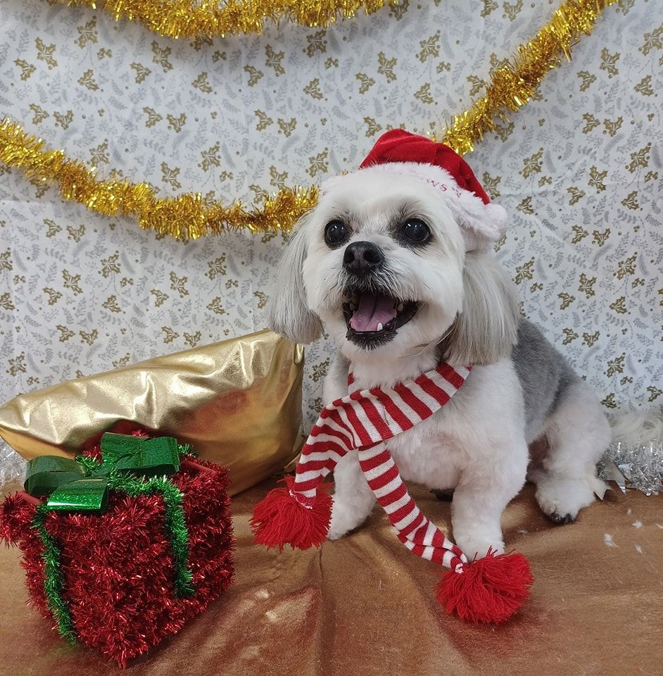 Dog in a Santa Hat and Scarf With Christmas Presents, Smiling — Snippittys in Manoora, QLD