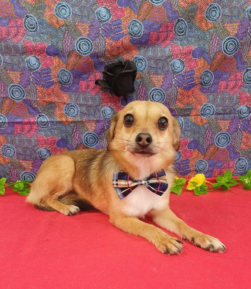 Tan Dog Wearing a Bow Tie, Lying on Red Fabric, Floral Background — Snippittys in Manoora, QLD