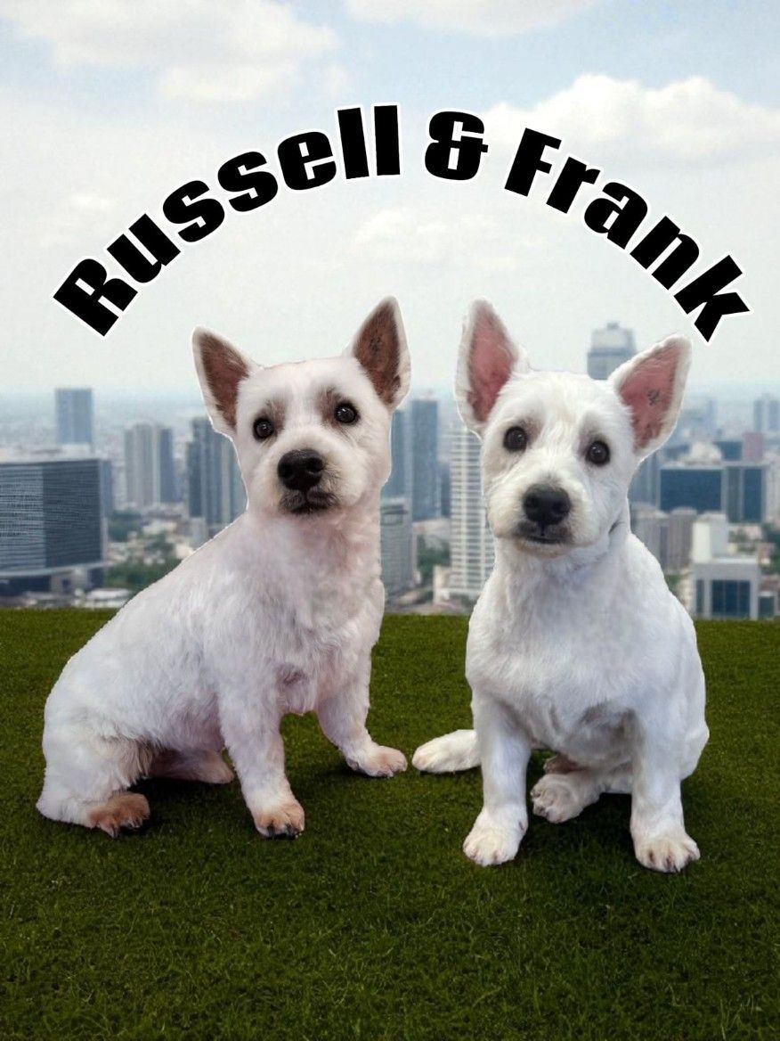 Two White Dogs, Russell and Frank — Snippittys in Manoora, QLD