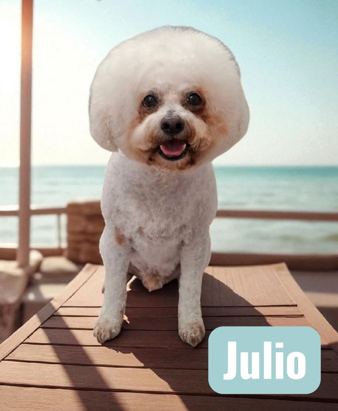 White Bichon Frise Dog, Named Julio — Snippittys in Manoora, QLD