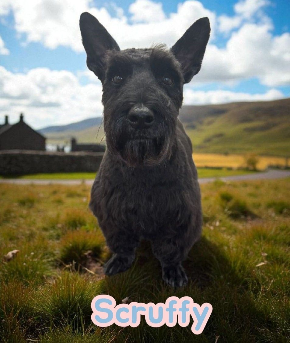 Black Scottish Terrier — Snippittys in Manoora, QLD